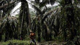 Petani Sawit se-Indonesia Bakal Demo Serentak Besok