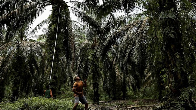 Petani meminta pemerintah memperpanjang penghapusan tarif pungutan ekspor sawit supaya harga tandan buah segar bisa membaik.