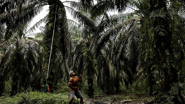 Petani sawit di 22 provinsi Indonesia bakal menggelar aksi massa merespons dampak larangan ekspor minyak goreng pada Selasa (17/5).