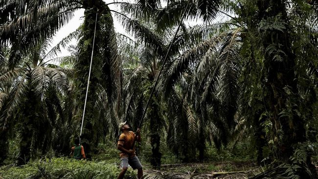 Petani Sawit se-Indonesia Bakal Demo Serentak Besok Petani sawit di 22 provinsi Indonesia bakal menggelar aksi massa merespons dampak larangan ekspor minyak goreng pada Selasa (17/5).