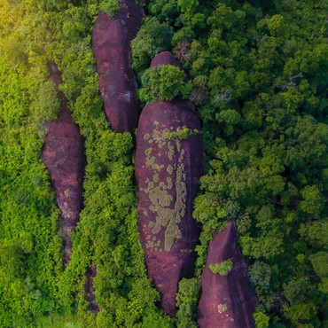 Wow, Tiga Paus Raksasa Berkuasa di Hutan Thailand 75 Tahun