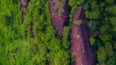 Wow, Tiga Paus Raksasa Berkuasa di Hutan Thailand 75 Tahun