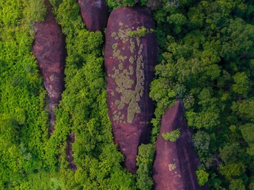 Wow, Tiga Paus Raksasa Berkuasa di Hutan Thailand 75 Tahun