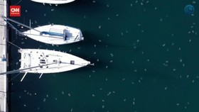 VIDEO: Suhu Laut Naik, Kawanan Ubur-ubur Penuhi Perairan Italia Utara
