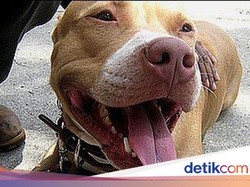 Viral Video Anjing Dikuliti Hidup-hidup, Ini Faktanya