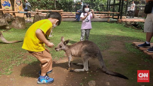 Taman Safari adalah taman wisata berisi berbagai fauna dunia. Berikut lokasi, fasilitas, dan tiket masuk Taman Safari Bogor terbaru 2024.