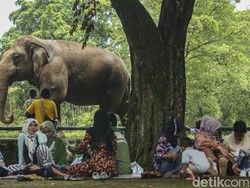 Kala Pandemi Corona di Ragunan Bawa Berkah Bagi Satwa