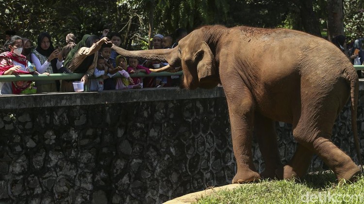 Sejumlah pengunjung beraktivitas di Kebun Binatang Ragunan, Jakarta, Selasa (3/5/2022). Memasuki libur hari raya Idul Fitri warga berbondong-bondong datangi Ragunan untuk berlibur.