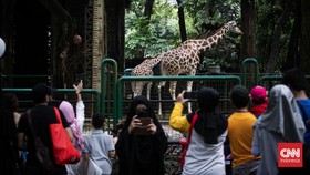 Pengunjung Ragunan Membeludak di Libur Natal, Lalu Lintas Padat