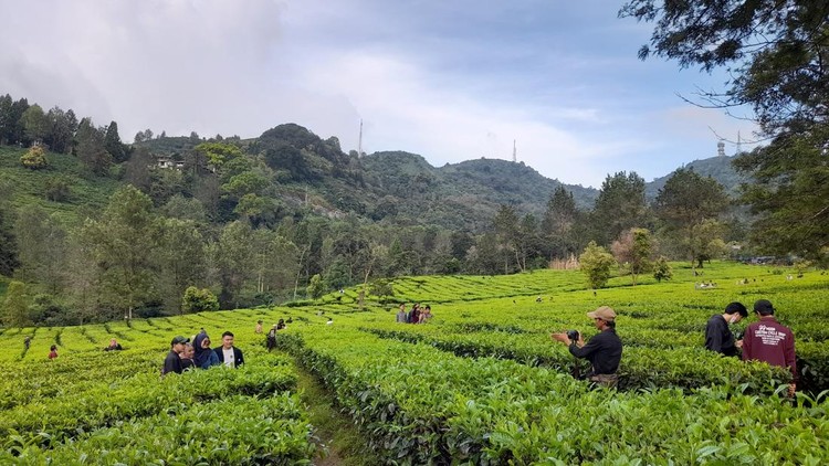 Suasana di Kebun Teh, Puncak, Bogor (M Sholihin-detikcom) Suasana di Kebun Teh, Puncak, Bogor (M Sholihin-detikcom)
