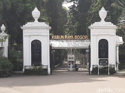 6 Fakta Rombongan Paksa Masuk Kebun Raya Bogor Bikin Sekuriti Terluka