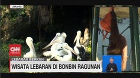 VIDEO: Wisata Lebaran di Bonbin Ragunan
