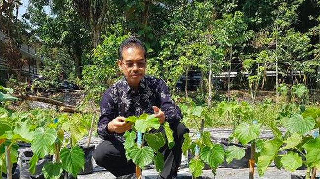 RI Ternyata Punya Harta Karun Ini, Tanaman Penghasil Emas