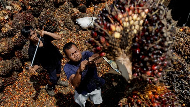Petani Sawit Blak-blakan Sebut Pengusaha Sering Tak Taati Harga TBS