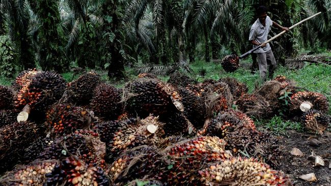 CPO Ambruk! Setoran Bea Keluar ke Pemerintah Turun Drastis