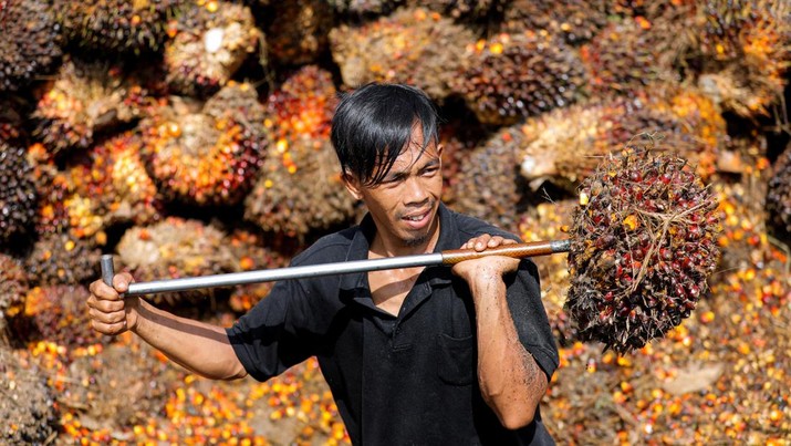 Pekerja memuat tandan buah segar kelapa sawit untuk diangkut dari tempat pengumpul ke pabrik CPO di Pekanbaru, provinsi Riau, Indonesia, Rabu (27/4/2022). (REUTERS/Willy Kurniawan)