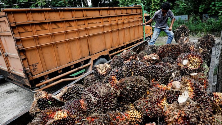Seorang pekerja memuat tandan buah segar untuk didistribusikan dari tempat pengumpul ke pabrik CPO di Kabupaten Kampar di provinsi Riau, Indonesia, Selasa (26/4/2022). (REUTERS/Willy Kurniawan)