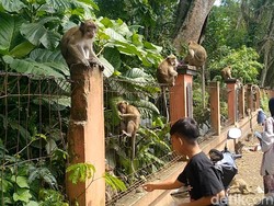 Istirahat Sambil Main Bareng Monyet di Rest Area Pemalang