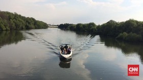 Walhi: 279 Hektare Mangrove Hilang di Jakarta Selama 8 Tahun