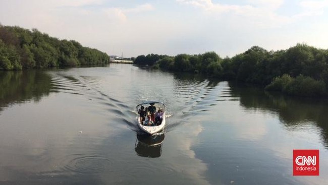 Walhi Jakarta mencatat sejak 2020 luasan hutan mangrove di Jakarta hanya 63,2 hektare dengan 40 persen diantaranya dalam kondisi rusak.
