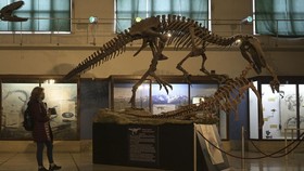 Dinosaurus Sempat Selamat dari Kepunahan Massal, Apa Rahasianya?