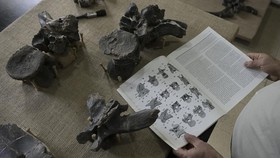 FOTO: Wujud Fosil Dinosaurus Apex Predator yang Ditemukan di Argentina