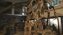 Ichthyosaurus Rebut Gelar Hewan Terbesar dari Paus Biru?