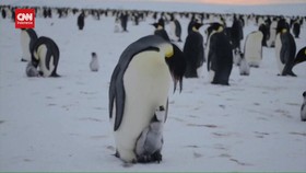 VIDEO: Penguin Kaisar Terancam Punah Akibat Perubahan Iklim