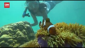 VIDEO: Menyelam Bareng Ikan Nemo di Gunung Kijang, Bintan Kepri