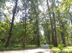 Jati Hutan Donoloyo, Kayu Pilihan Wali Songo Saat Dirikan Masjid Demak