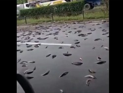 Pikap Terguling di Tol Merak, Muatan Ikan Berceceran Tumpah ke Jalan