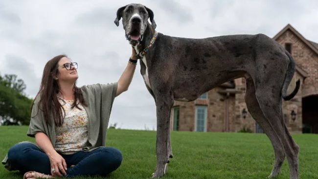 Zeus Anjing Tertinggi di Dunia, Punya Tinggi Lebih dari 1 Meter