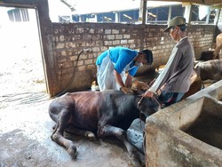 Wabah PMK Serang Hewan Ternak, Jatim Ajukan 4 Kabupaten Dapat Vaksin