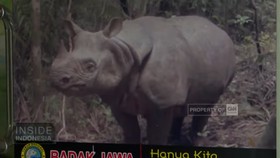 VIDEO: Badak Jawa, Warisan Dunia di Ujung Kulon