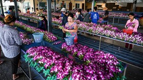 FOTO: Loyo Industri Anggrek Thailand Terimbas Covid dan Perang Rusia