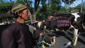 FOTO: Bersyukur Lewat Lebaran Sapi di Lereng Gunung Merapi