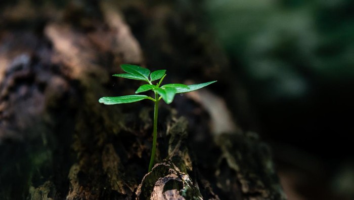 Harta Karun Baru, di Indonesia Tumbuh Subur Tanaman Ajaib yang Bisa Menghasilkan Emas!