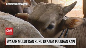 VIDEO: Wabah Mulut dan Kuku Serang Puluhan Sapi