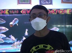 Warga Lumajang Cuan Rp 30 Juta dari Hobi Budidaya Ikan Predator