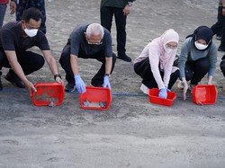 Momen Wapres Maruf Amin-Istri Lepas Tukik di Pantai Kuta Bali