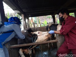 Mentan: Jangan Panik, Penyakit Mulut dan Kuku Tak Menular Ke Manusia!