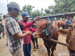 3.481 Hewan Ternak di Jatim Kena Wabah PMK, Ini Upaya agar Tak Meluas