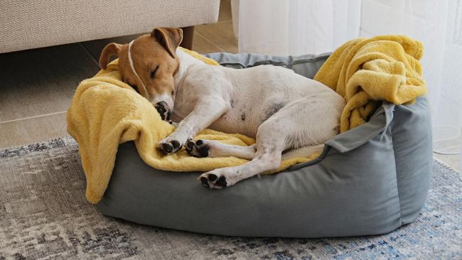 Bukan rahasia lagi, anjing memang kerap bergerak saat sedang tidur. Mengapa bisa demikian?