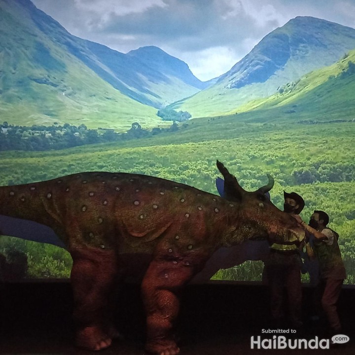 <p>Selain memberi makan ke dinosaurus, pengunjung juga diajak bermain bola bersama. <em>Jurassic Live Show</em> terbagi menjadi dua sesi pertunjukkan, yakni pukul 12.00 dan 16.00 WIB. (Foto: HaiBunda/Firli)</p>