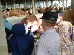 Peternak Sapi Nganjuk Diminta Waspada Wabah Penyakit Mulut dan Kuku
