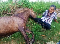 Kuda Mati Kelelahan Saat Puter Kayun Banyuwangi, Pemilik: Mungkin Kaget