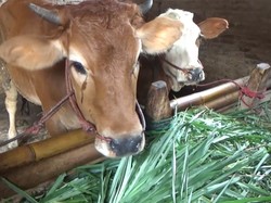 Penyakit Mulut dan Kuku Meneror, Harga Sapi di Lumajang Naik!