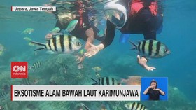 VIDEO: Eksotisme Alam Bawah Laut Karimunjawa