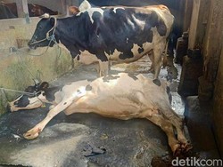 2 Sapi Mati Kena PMK, Dispertan Semarang Minta Pembelian Sapi dari Luar Disetop