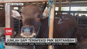 VIDEO: Jumlah Sapi Terinfeksi PMK Bertambah